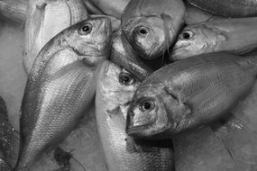 uncooked dorado fish, black and white