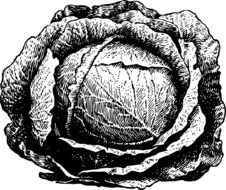 cabbage head, black and white illustration