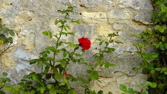 Red rose near the stone wall