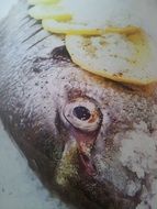 grilled fish