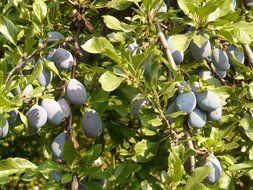 blue plums on the tree