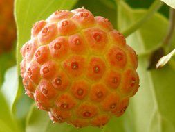 flowering dogwood in Asia