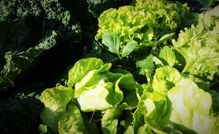 green leaves of lettuce in a vegetable garden