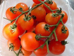 fresh and beautiful tomatoes vine