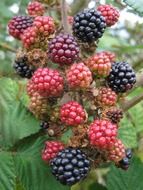 natural blackberries on the branch