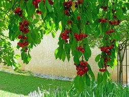 A lot of cherries grow on fruit tree