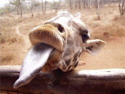 portrait of giraffe stuck out his tongue