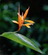 bud flower blooming