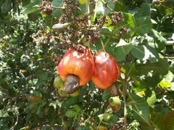 cashew nuts on the tree