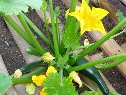 flower on zucchini bush