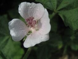 flower on a medicinal plant