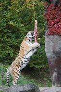 feeding Amur tiger