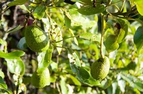 ripe avocados on a branch