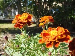 velvet orange flower bud