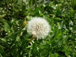 dandelion plant in spring