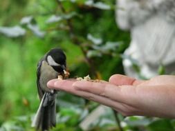 tit feeding on hand