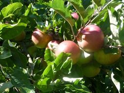 delicious sweet fruit apples