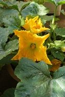 yellow zucchini blossom in green leaves