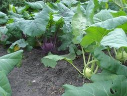 kohlrabi in the ground in the garden