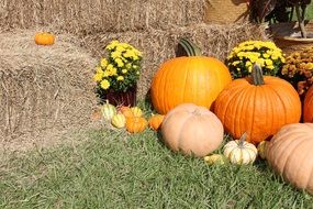 colorful pumpkins on the grass