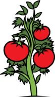 green bush with tomatoes as a graphic image