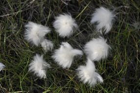 White meadow flowers on green grass