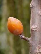 tropical orange fruit