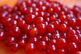 pile of fresh red currant, ripe berry close up