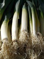 fresh leek vegetables