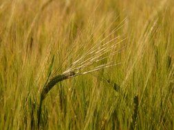 unripe barley on the field