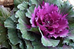 colorful cabbage for decoration