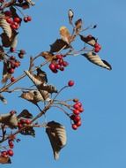 berries rowan against the sky