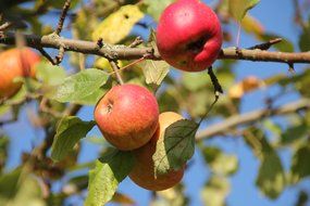 fresh and beautiful apple fruit tree