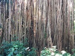 roots of ficus tree in tropical forest, australia
