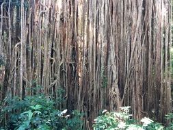 roots of ficus tree in tropical forest, australia