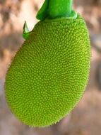 green jackfruit, Artocarpus heterophyllus