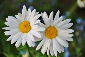 blossom daisies close-up