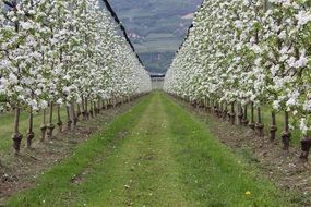 A lot of white apple trees