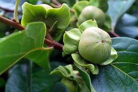 green persimmon on a branch close-up