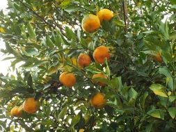 ripe tangerines on the tree