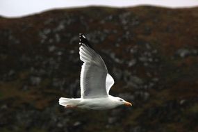 gull in flight