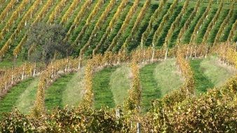 panoramic view of vineyards near the winery