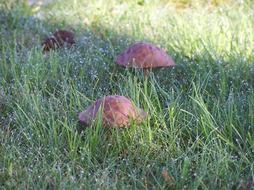 mushroom pileus in the grass