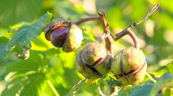 fresh and beautiful chestnut fruit