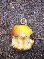 apple core and shell on the ground