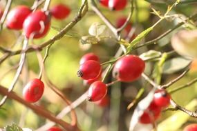 red rosehip