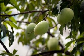 green mango on a tree close up
