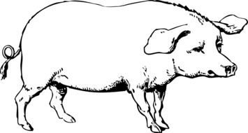pig hog animal drawing