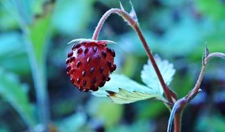 fragaria vesca fruit close-up