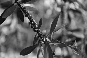 Black and white photo of the tree